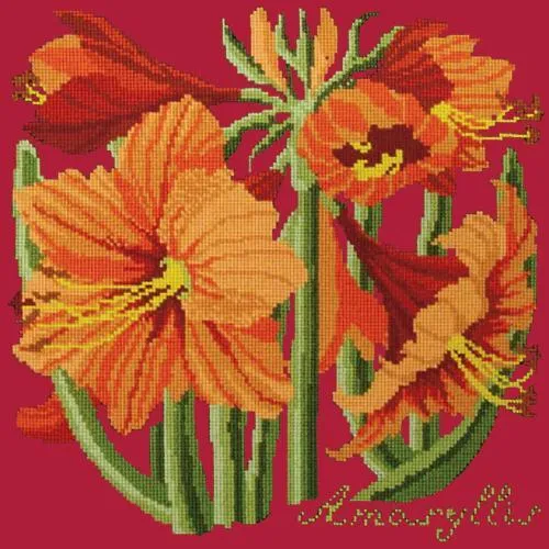 Amaryllis