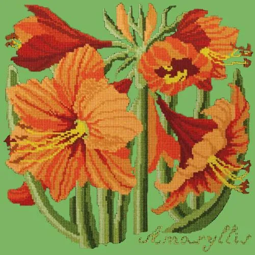 Amaryllis