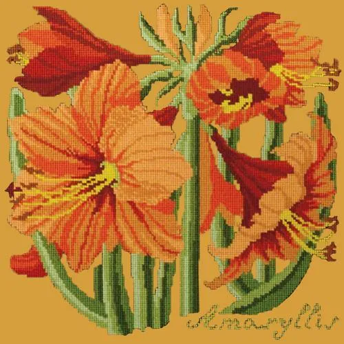 Amaryllis
