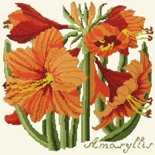 Amaryllis