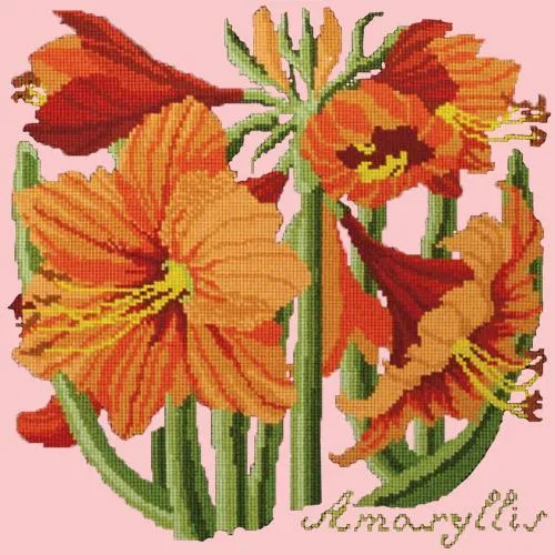 Amaryllis