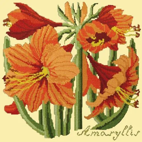 Amaryllis