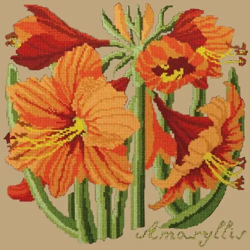 Amaryllis