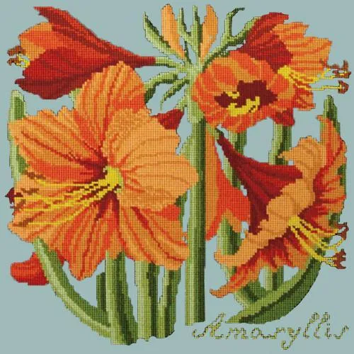 Amaryllis