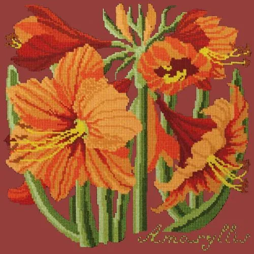 Amaryllis