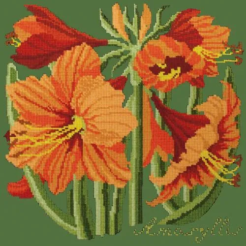 Amaryllis