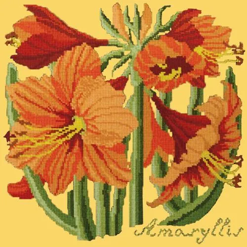 Amaryllis