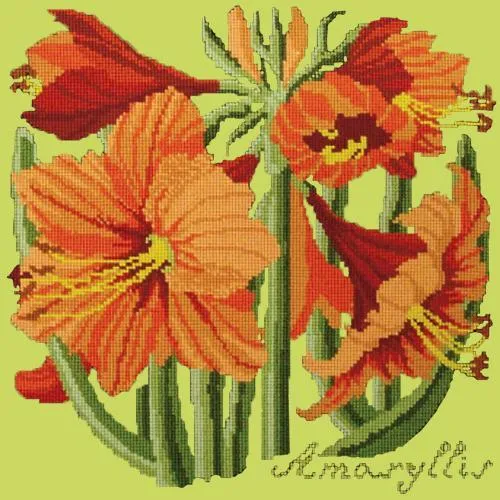 Amaryllis