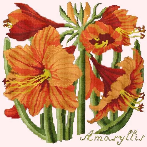 Amaryllis