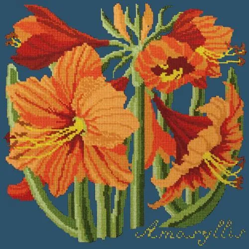 Amaryllis