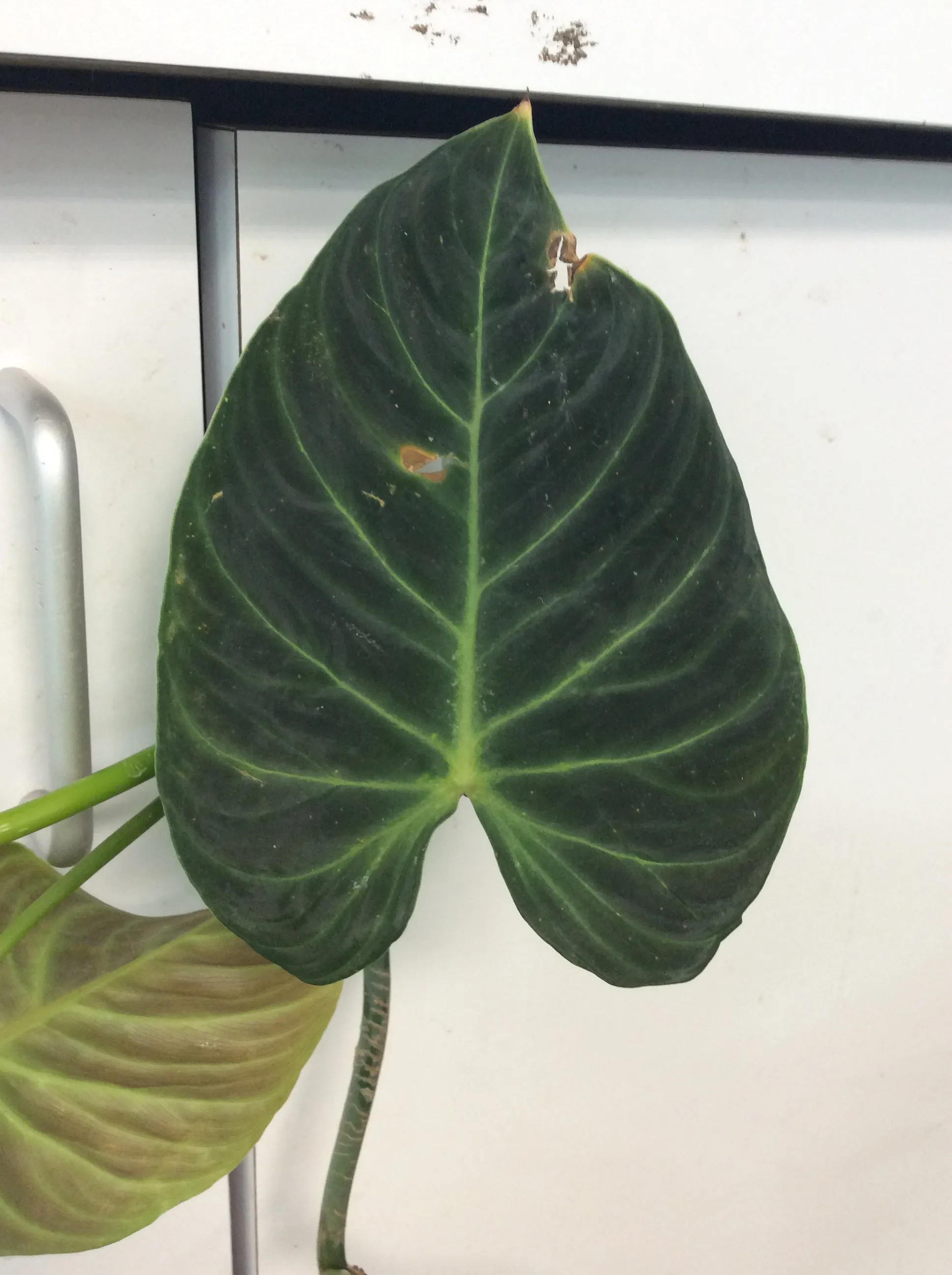 Philodendron 'Splendid'