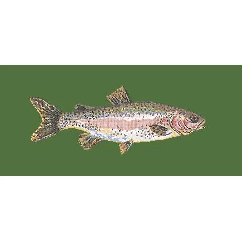 Rainbow Trout