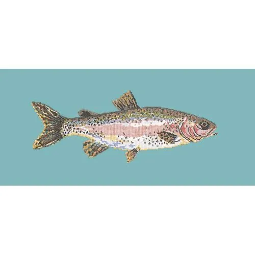 Rainbow Trout