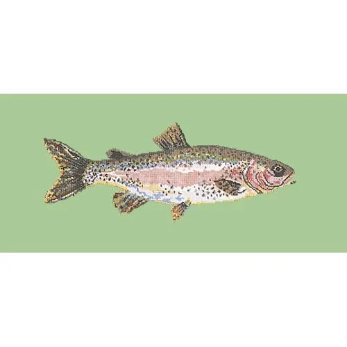 Rainbow Trout