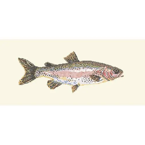 Rainbow Trout