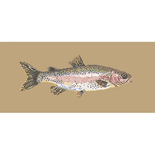 Rainbow Trout