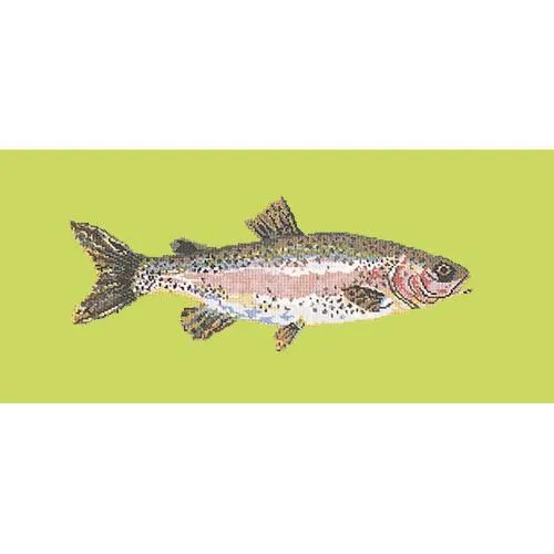 Rainbow Trout