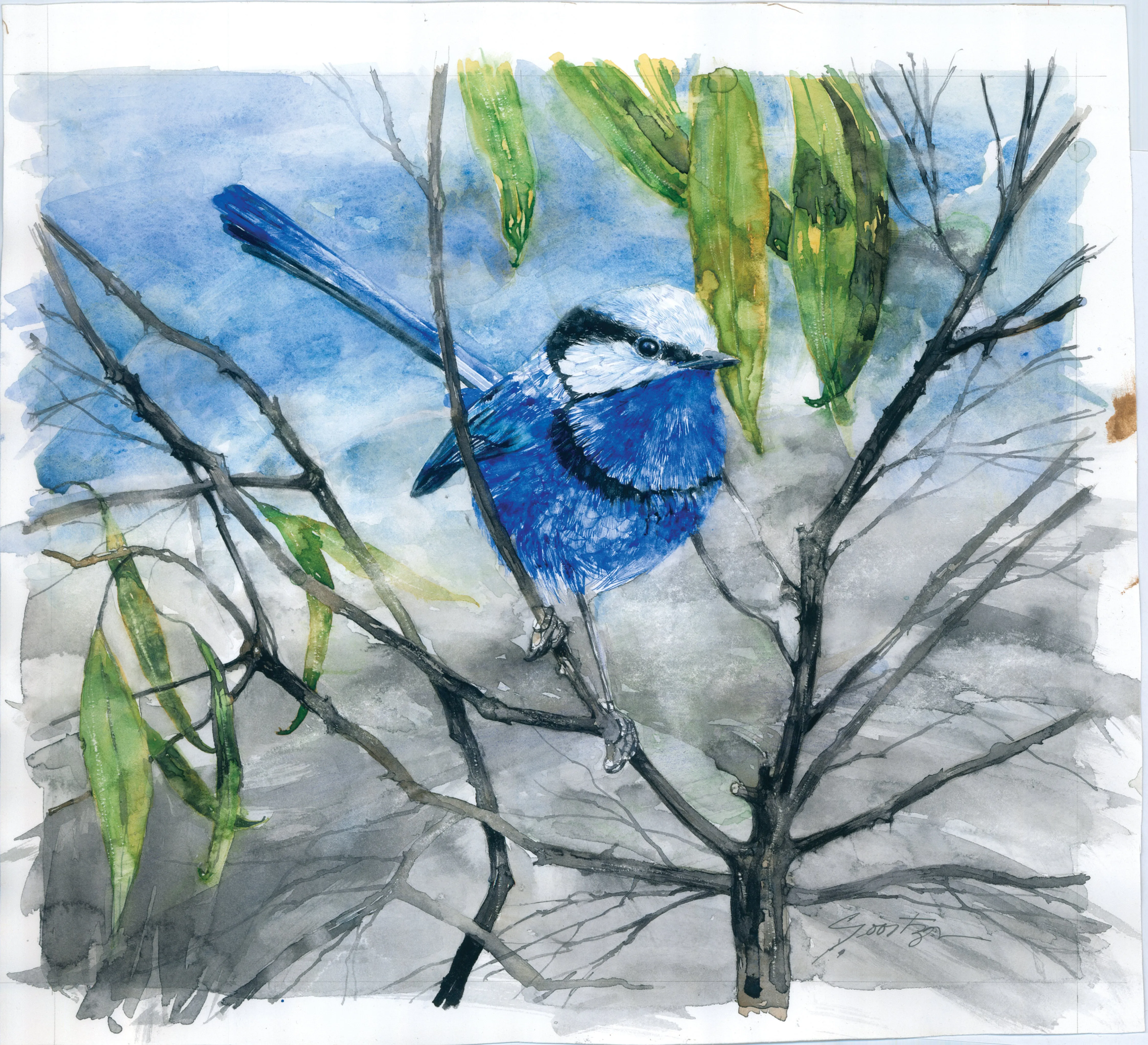 Splendid fairy-wren print