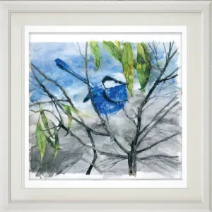 Splendid fairy-wren print